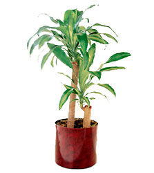  Corn Plant from Mockingbird Florist in Dallas, TX