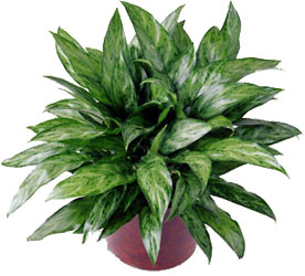  Chinese Evergreen from Mockingbird Florist in Dallas, TX