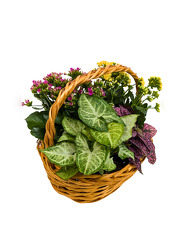 Blooming Basket from Mockingbird Florist in Dallas, TX
